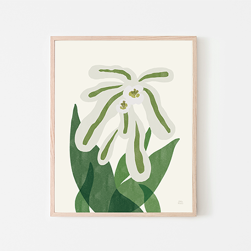 Poster - Euphorbia marginata Pursh
